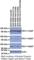 Phosphodiesterase 11A antibody, PD11A-112AP, FabGennix, Western Blot image 