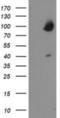 Oxysterol Binding Protein antibody, NBP2-00935, Novus Biologicals, Western Blot image 