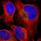 Programmed Cell Death 1 Ligand 2 antibody, HPA013411, Atlas Antibodies, Immunocytochemistry image 