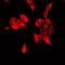 Solute Carrier Family 34 Member 1 antibody, LS-C667999, Lifespan Biosciences, Immunofluorescence image 