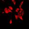 NaPi-2a antibody, LS-C667999, Lifespan Biosciences, Immunofluorescence image 