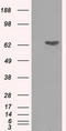 Glucose-6-Phosphate Isomerase antibody, CF501127, Origene, Western Blot image 