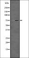 Protein Kinase C Alpha antibody, orb336543, Biorbyt, Western Blot image 