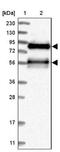 Tight Junction Associated Protein 1 antibody, NBP1-87273, Novus Biologicals, Western Blot image 