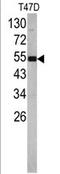 Eukaryotic Translation Elongation Factor 1 Alpha 1 antibody, AP17305PU-N, Origene, Western Blot image 