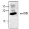 BH3 Interacting Domain Death Agonist antibody, PA1-26485, Invitrogen Antibodies, Western Blot image 