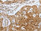 Caspase 12 (Gene/Pseudogene) antibody, CSB-PA291244, Cusabio, Immunohistochemistry frozen image 