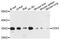 CD53 Molecule antibody, abx135997, Abbexa, Western Blot image 