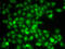 TNF Receptor Associated Factor 4 antibody, 22-658, ProSci, Immunofluorescence image 