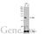 MYC Associated Factor X antibody, GTX113492, GeneTex, Western Blot image 