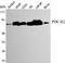 Dihydrolipoamide S-Acetyltransferase antibody, A04469, Boster Biological Technology, Western Blot image 