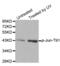 Jun Proto-Oncogene, AP-1 Transcription Factor Subunit antibody, abx000427, Abbexa, Western Blot image 