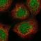 Copper Metabolism Domain Containing 1 antibody, NBP1-86797, Novus Biologicals, Immunofluorescence image 