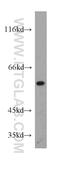 WD Repeat Domain 37 antibody, 20916-1-AP, Proteintech Group, Western Blot image 