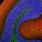 Synuclein Alpha antibody, NBP1-05194, Novus Biologicals, Immunofluorescence image 