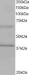Ankyrin Repeat And BTB Domain Containing 1 antibody, LS-B3228, Lifespan Biosciences, Western Blot image 