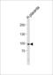 X-Ray Repair Cross Complementing 5 antibody, 56-143, ProSci, Western Blot image 