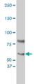 Cryptochrome Circadian Regulator 1 antibody, H00001407-M01, Novus Biologicals, Western Blot image 