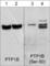 Protein Tyrosine Phosphatase Non-Receptor Type 1 antibody, PM2341, ECM Biosciences, Western Blot image 