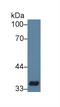 CD33 Molecule antibody, LS-C314346, Lifespan Biosciences, Western Blot image 