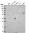 Tetratricopeptide Repeat Domain 39A antibody, HPA043440, Atlas Antibodies, Western Blot image 