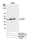 Cyclin Dependent Kinase 1 antibody, NBP2-78838, Novus Biologicals, Immunoprecipitation image 