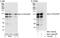 Rho Guanine Nucleotide Exchange Factor 1 antibody, NBP1-46831, Novus Biologicals, Immunoprecipitation image 