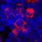 TNF Alpha Induced Protein 6 antibody, PA5-47253, Invitrogen Antibodies, Immunocytochemistry image 