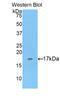Sialic Acid Binding Ig Like Lectin 1 antibody, LS-B15270, Lifespan Biosciences, Western Blot image 