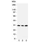 Toll-interacting protein antibody, R31112, NSJ Bioreagents, Western Blot image 