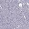 Cyclic AMP-responsive element-binding protein 3-like protein 3 antibody, HPA040671, Atlas Antibodies, Immunohistochemistry frozen image 