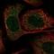 AP000322.53 antibody, NBP1-91141, Novus Biologicals, Immunocytochemistry image 