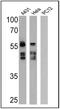 Cytokeratin Pan  antibody, MA5-13203, Invitrogen Antibodies, Western Blot image 