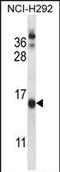 Cornichon Family AMPA Receptor Auxiliary Protein 1 antibody, PA5-71830, Invitrogen Antibodies, Western Blot image 