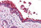 Tubulin antibody, MBS246053, MyBioSource, Immunohistochemistry frozen image 