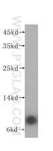 ATP synthase subunit e, mitochondrial antibody, 16483-1-AP, Proteintech Group, Western Blot image 