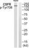 Colony Stimulating Factor 1 Receptor antibody, abx012734, Abbexa, Western Blot image 