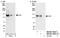 CDKN1A Interacting Zinc Finger Protein 1 antibody, NB100-74623, Novus Biologicals, Western Blot image 