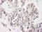 Ephrin A2 antibody, A301-443A, Bethyl Labs, Immunohistochemistry paraffin image 