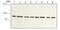 Receptor For Activated C Kinase 1 antibody, ab62735, Abcam, Western Blot image 