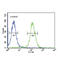 FMRFamide-related peptides antibody, abx032457, Abbexa, Flow Cytometry image 