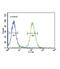 Neuropeptide VF Precursor antibody, abx032457, Abbexa, Flow Cytometry image 