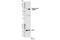 Protein Tyrosine Phosphatase Non-Receptor Type 11 antibody, 3703S, Cell Signaling Technology, Western Blot image 