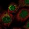 DCRR1 antibody, NBP1-84292, Novus Biologicals, Immunofluorescence image 