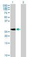 Neuronal Differentiation 4 antibody, H00058158-B01P, Novus Biologicals, Western Blot image 