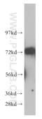 WD Repeat Containing Antisense To TP53 antibody, 14761-1-AP, Proteintech Group, Western Blot image 