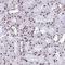 RALY Heterogeneous Nuclear Ribonucleoprotein antibody, NBP2-13201, Novus Biologicals, Immunohistochemistry frozen image 