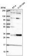 Tetraspanin 11 antibody, HPA066789, Atlas Antibodies, Western Blot image 