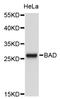 BCL2 Associated Agonist Of Cell Death antibody, abx125079, Abbexa, Western Blot image 