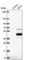 Protein boule-like antibody, NBP2-33538, Novus Biologicals, Western Blot image 